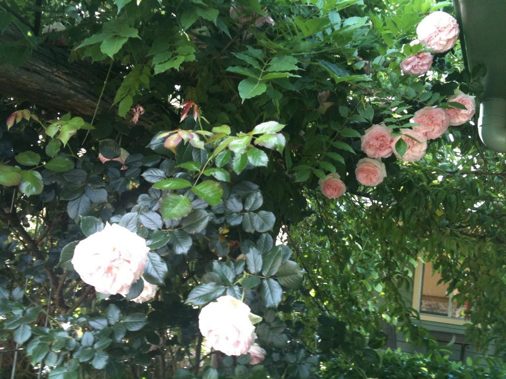 Glen Waverly Farmstay Glen Innes Rom bilde